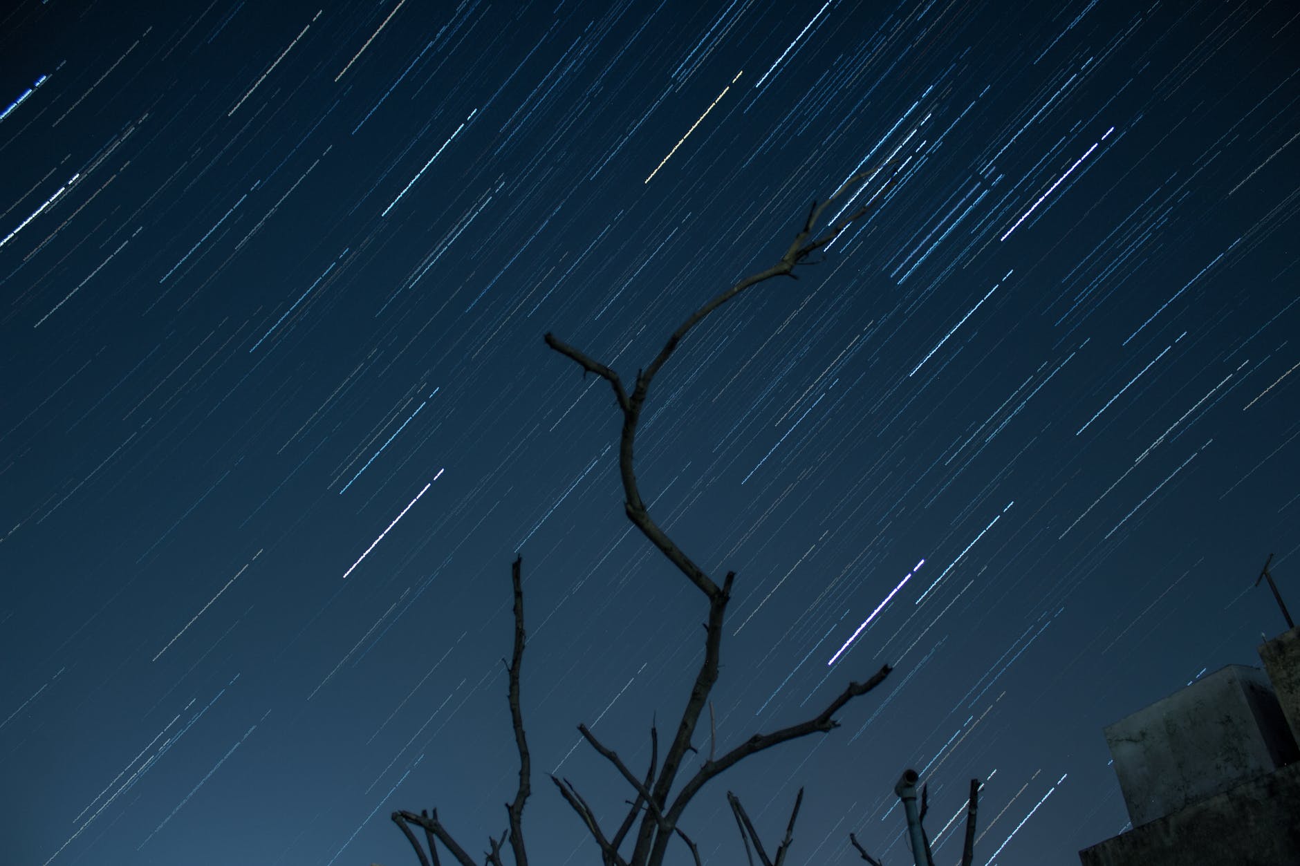 bare tree under the night blue sky